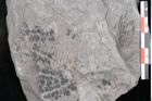 Foto (Detailansicht) von Sphenopteris obtusiloba Brongniart (NHMW-GEO-2024-0188-10796)